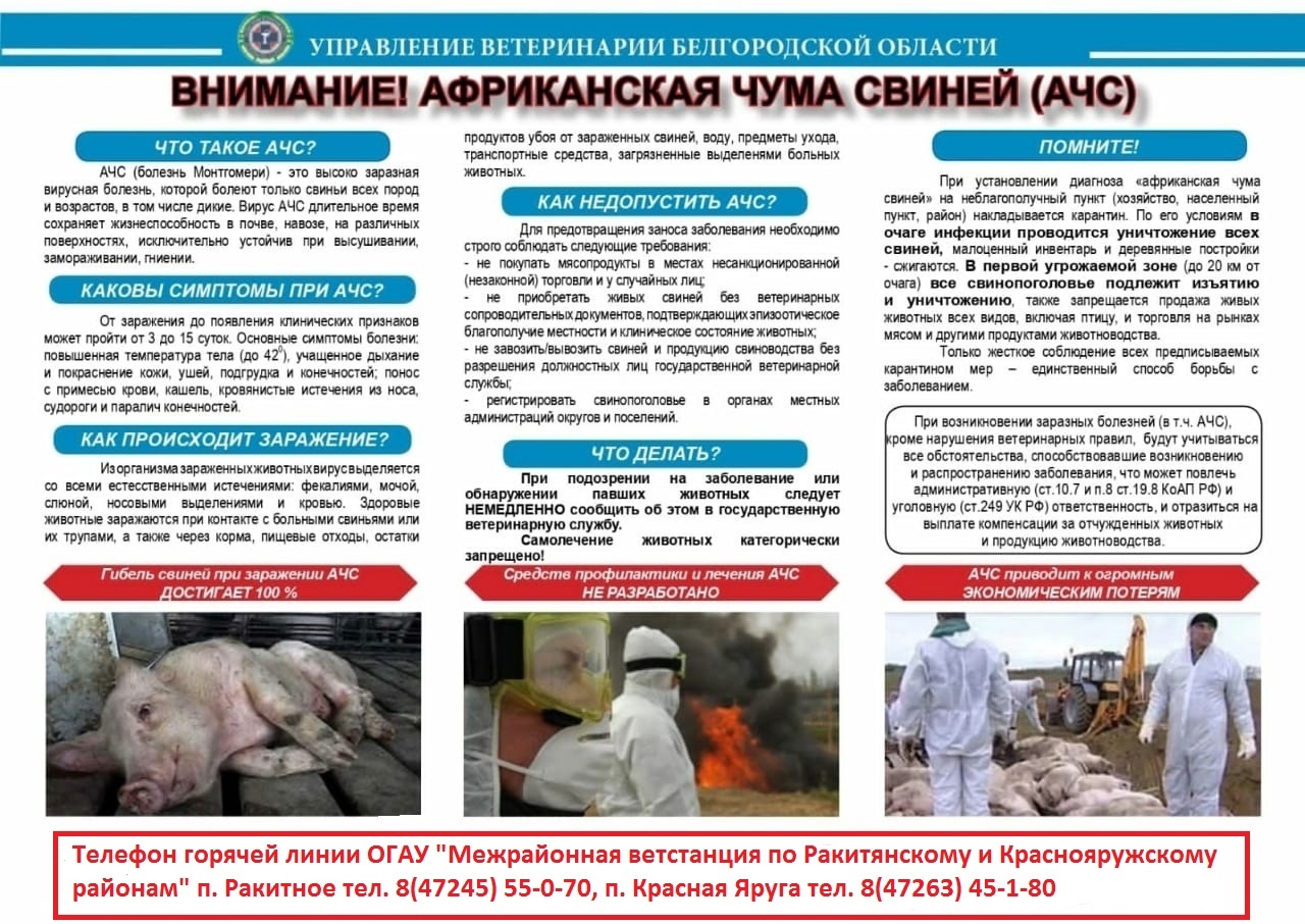 Памятка для населения о мерах по профилактике распространения африканской чумы свиней.