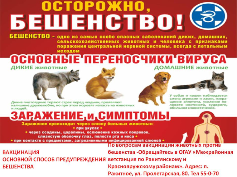 Памятка о мерах по профилактике распространения бешенства. Памятка о мерах по профилактике распространения бешенства.