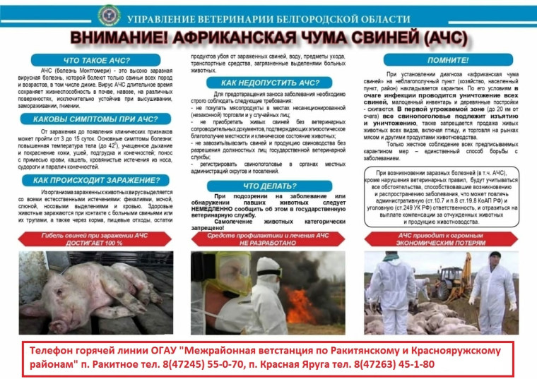 Памятка для населения о мерах по профилактике распространения африканской чумы свиней. Памятка для населения о мерах по профилактике распространения африканской чумы свиней.